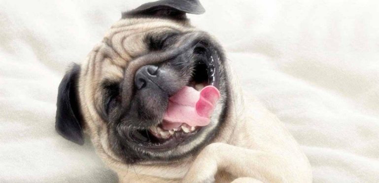 воняет изо рта собаки