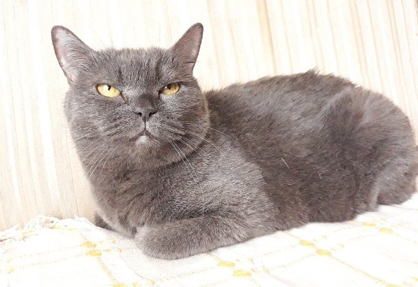 Возрастная кошка