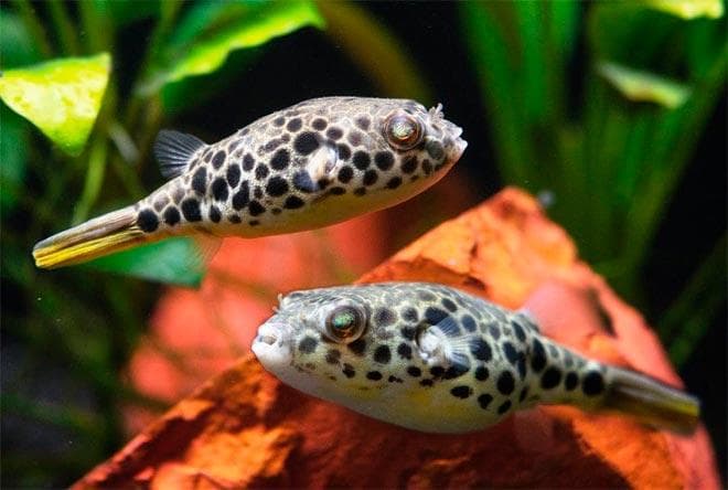 Тетраодон леопардовый Тетраодон леопардовый