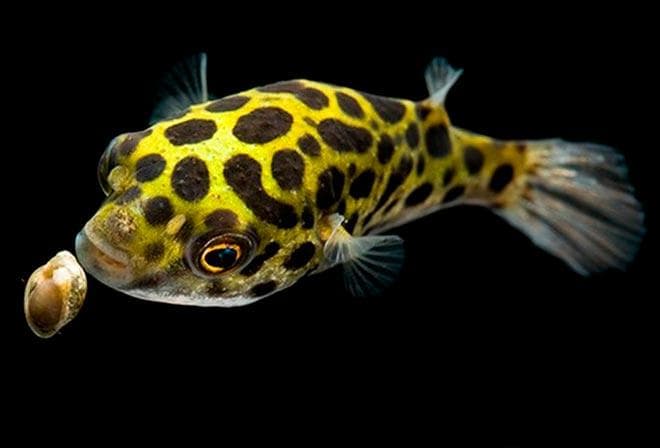 Тетраодон зеленый Тетраодон зеленый