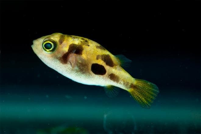 Тетраодон карликовый