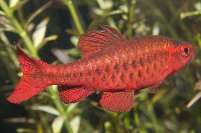 самец вишневого барбуса самец вишневого барбуса