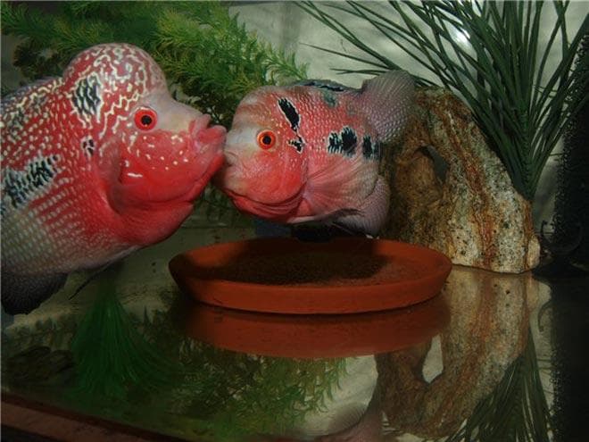 самец и самка фловер хорн самец и самка фловер хорн