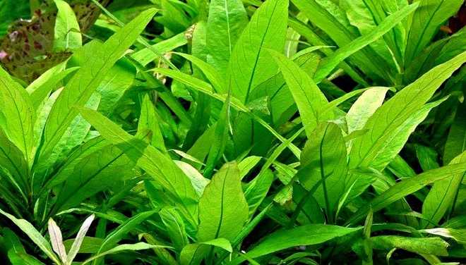 Описание лимонника Описание лимонника