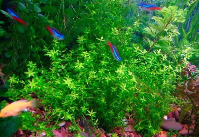 Хемиантус микрантемоидес Хемиантус микрантемоидес