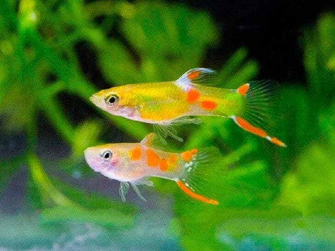 гуппи эндлера голд гуппи эндлера голд