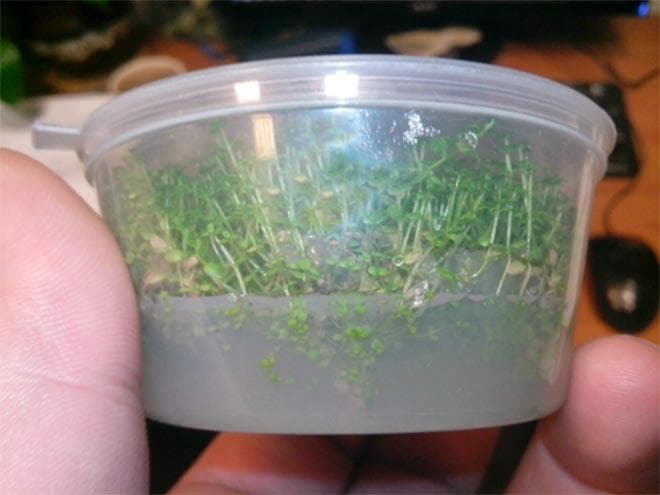 размножение кубы размножение кубы