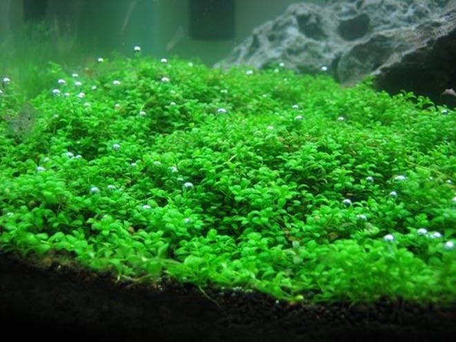 Hemianthus callitrichoides Cuba Hemianthus callitrichoides Cuba