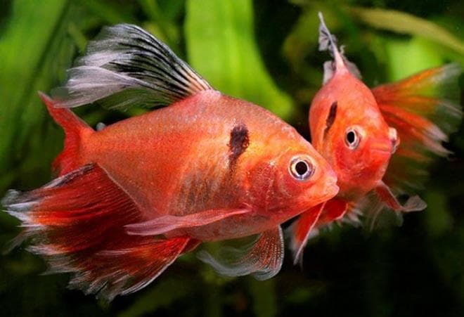 минор минор