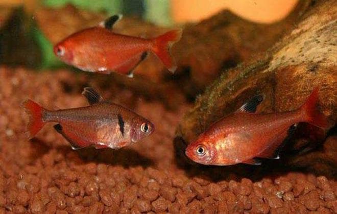 грунт в аквариуме с минорами грунт в аквариуме с минорами