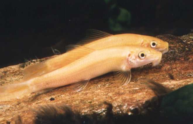 гиринохейлус гиринохейлус