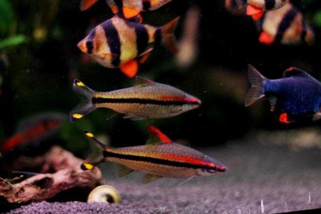 2 самца барбус денисони