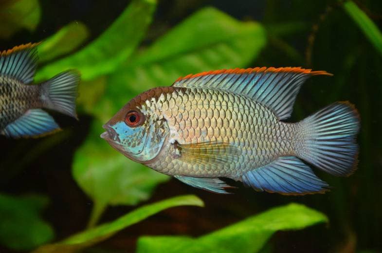 Электрик блю