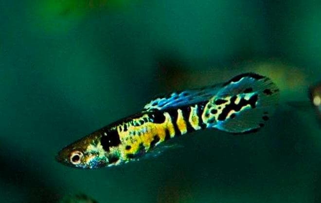 гуппи эндлера тигр гуппи эндлера тигр