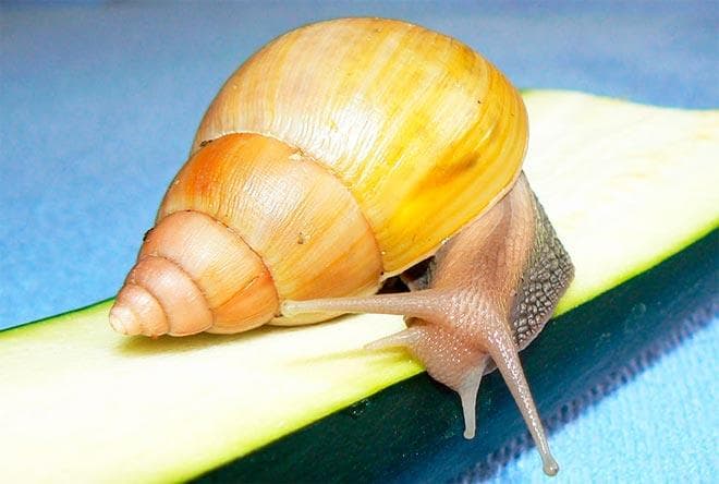 ахатина родация стандарт ахатина родация стандарт