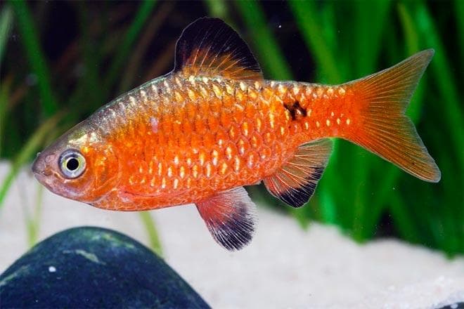 Барбус огненный Барбус огненный
