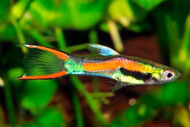 гуппи эндлера венесуэла гуппи эндлера венесуэла