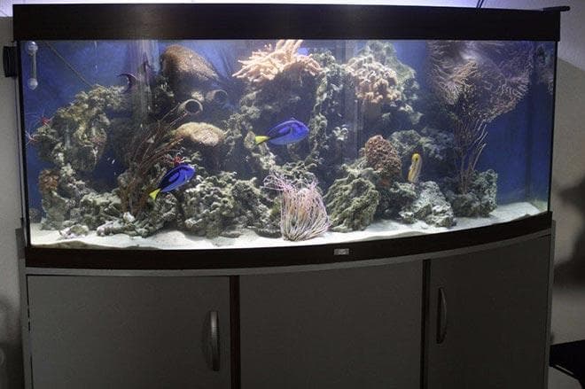 аквариум для рыбы голубой хирург аквариум для рыбы голубой хирург