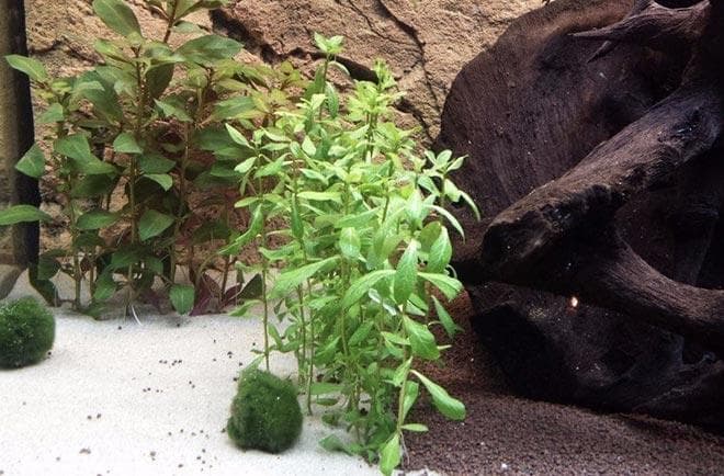 Водоросли в аквариуме с хирургами Водоросли в аквариуме с хирургами