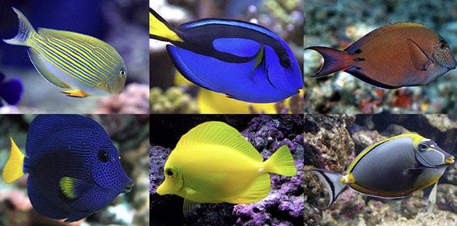 хирург королевский хирург королевский