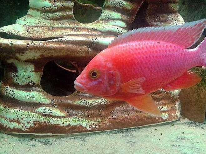 Аулонокара орхидея Аулонокара орхидея