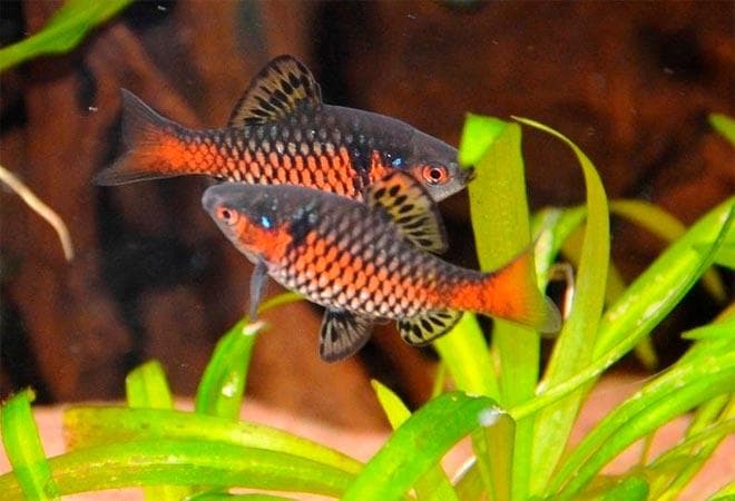 алые барбусы алые барбусы