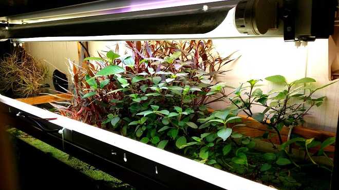 номафила в аквариуме номафила в аквариуме