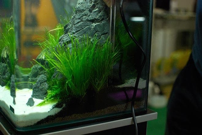 водоросли для аквариума 20 литров водоросли для аквариума 20 литров