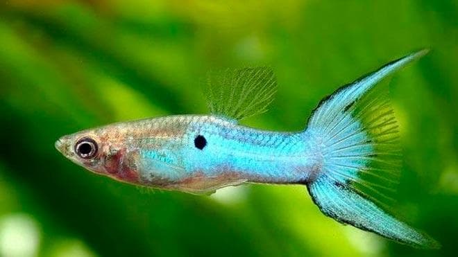 гуппи эндлера японская голубая гуппи эндлера японская голубая