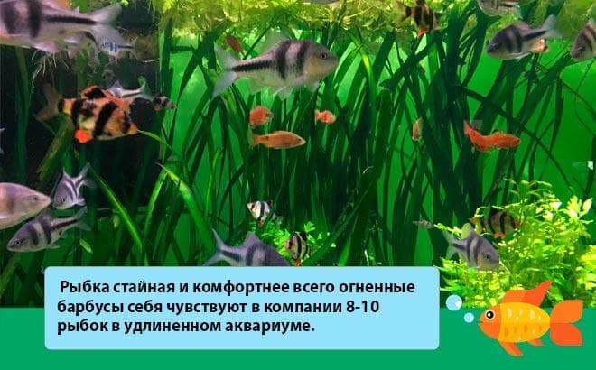 барбусы в аквариуме барбусы в аквариуме