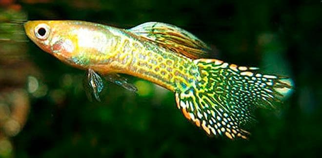 гуппи эндлера кобра гуппи эндлера кобра