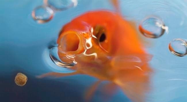 кормление малька кометы кормление малька кометы