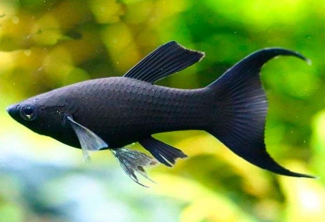 Моллинезия черная Моллинезия черная