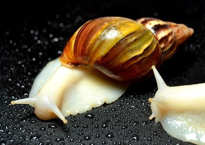 ахатина фулика альбино ахатина фулика альбино