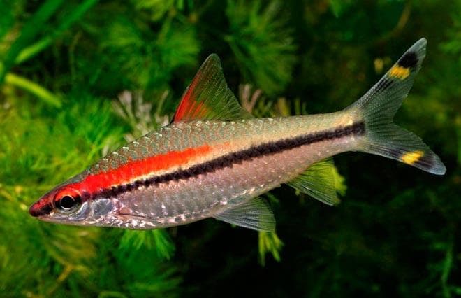 рыбка Sahyadria-denisonii