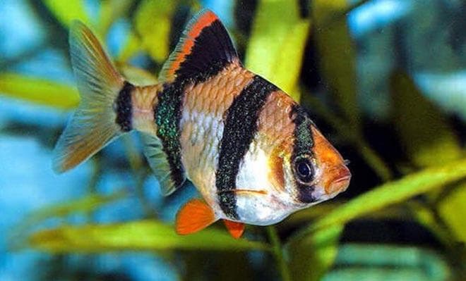 рыбка барбус суматранский (Puntigrus tetrazona) рыбка барбус суматранский (Puntigrus tetrazona)