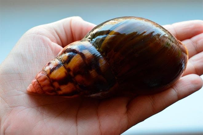 ахатина фулика хемели ахатина фулика хемели