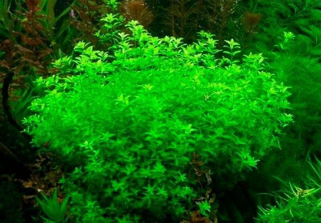 Хемиантус микрантемоидес оформленный Хемиантус микрантемоидес