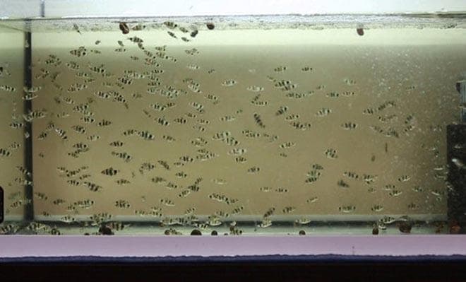 мальки барбуса мальки барбуса