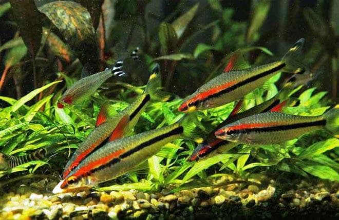 стая барбус денисони стая барбус денисони