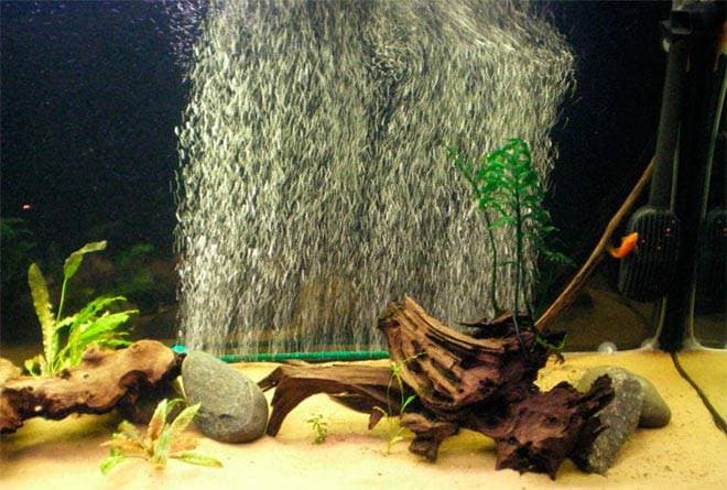 Аэрация в аквариуме Аэрация в аквариуме