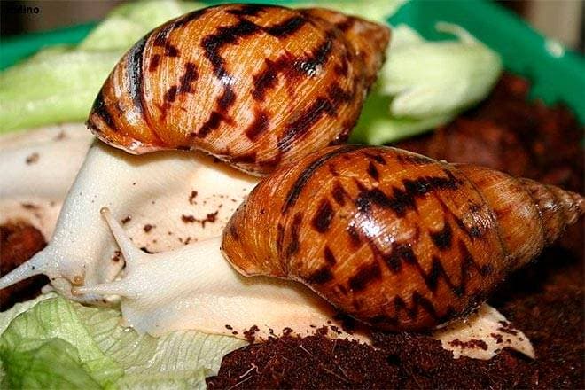 Ахатина Ахатина