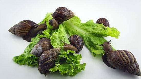 Ахатины едят листья салата