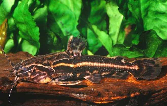 Акантодорас