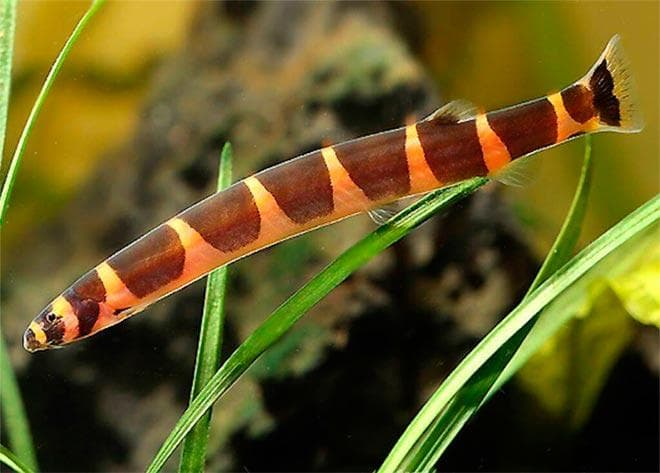 Акантофтальмус Кюля Акантофтальмус Кюля