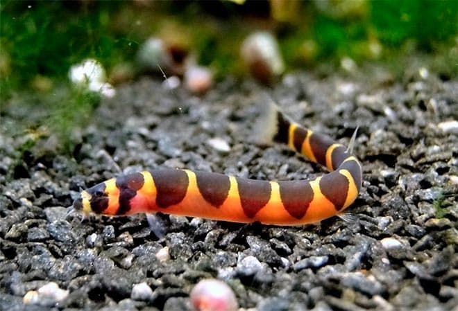 Акантофтальмус Кюля