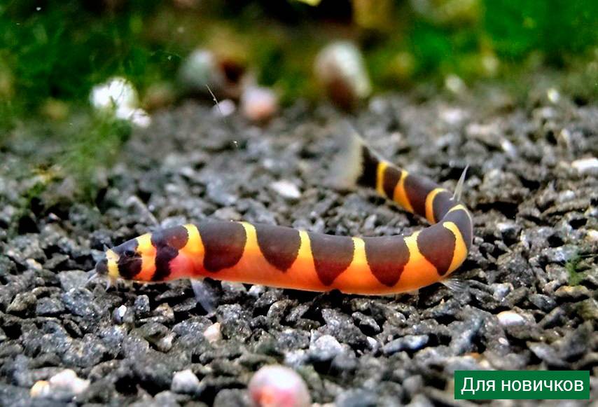 Акантофтальмус кюля