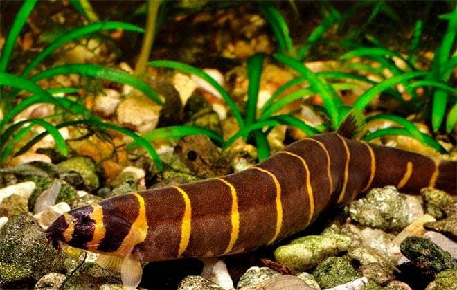 Акантофтальмус Акантофтальмус