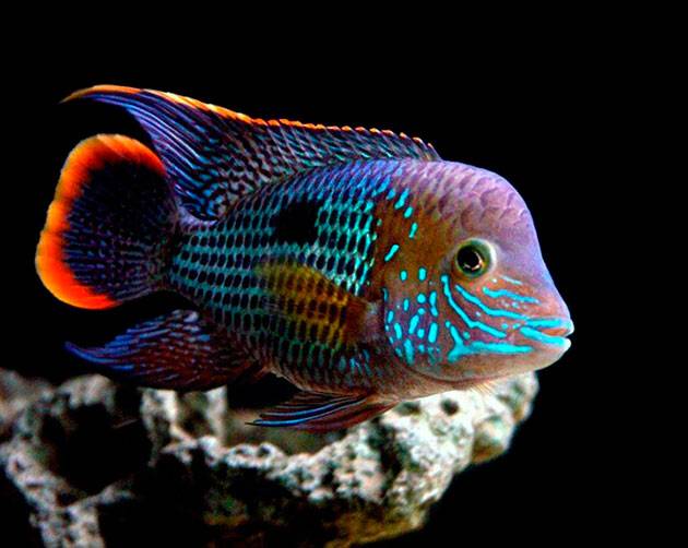 Акара бюризовая