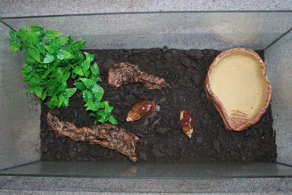 Аквариум для ахатины